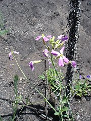 raphanus sativus